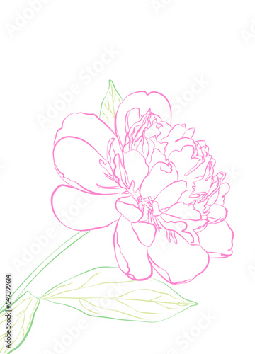 Peonies line art vector illustration isolated on white. Flower color ink sketch. Hand drawn design