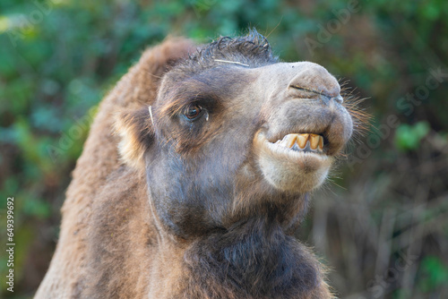 cabeza de un camello con el fondo desenfocado © miguel