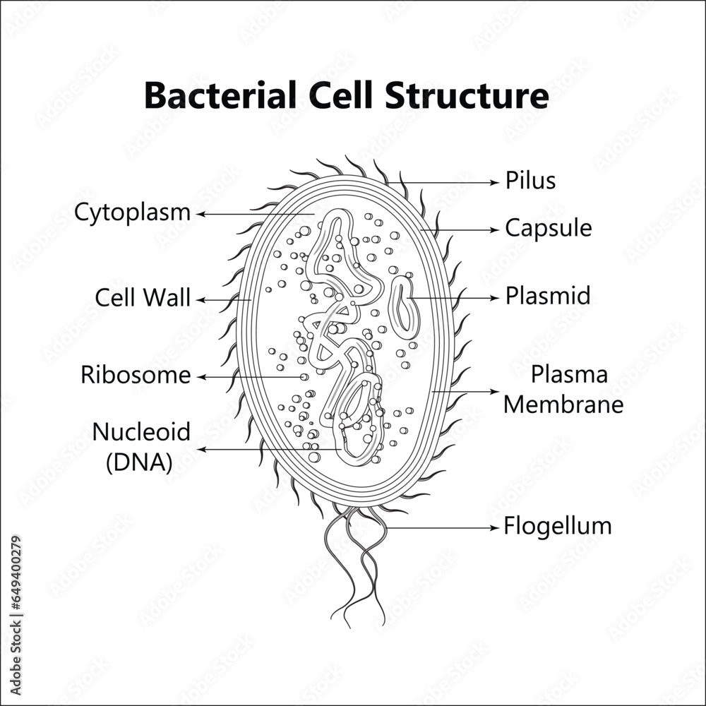 Bacterial cell anatomy labeling structures on a bacillus cell with