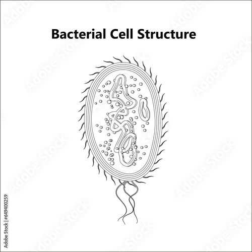 Bacterial cell anatomy labeling structures on a bacillus cell with nucleoid DNA and ribosomes. External structures include the capsule, pili, and flagellum.