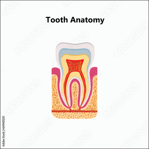 Human teeth realistic infographics with flat images of tooth profile views with dentine gum and pulp vector illustration