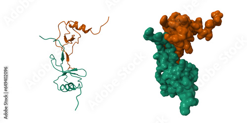 Structure of the monocyte chemoattractant protein-1 (MCP-1) dimer. 3D cartoon and Gaussian surface models, chain id color scheme, PDB 1don photo