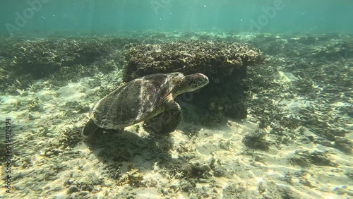 沖縄のウミガメ