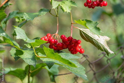 Bunches of viburnum berries with green leaves in the garden.