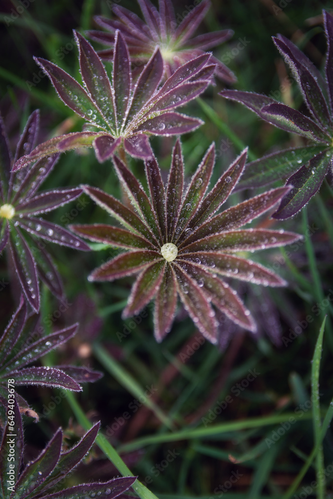 Lupine leaves Lupine leaves