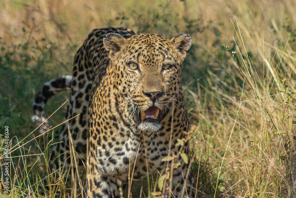 leopard in the grass leopard in the grass