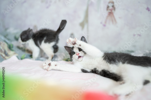 Two Cute Kittens Playing and Fighting. Concept of Adorable Cat Pets