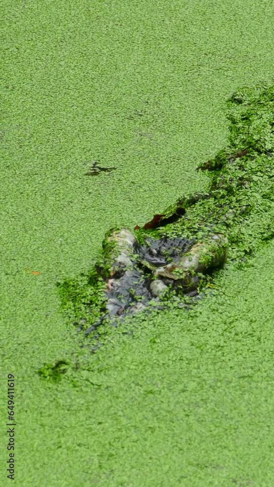 Crocodile floating in the lake among the green slime. Vertical video Crocodile floating in the lake among the green slime. Vertical video