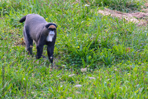 mono de brazza en una pradera verde