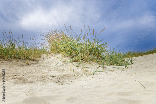 Gras on the sand dunes close to the Northern Sea