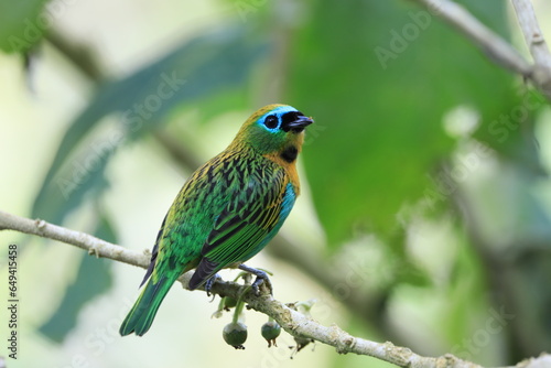 blue and yellow bird