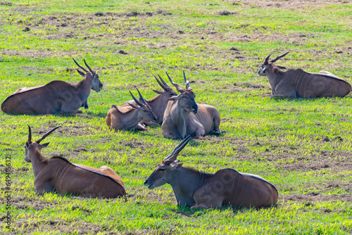 manada de elands tumbados en una pradera verde