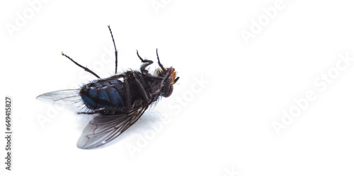 A dead fly on a white background. Insect. Copy space.