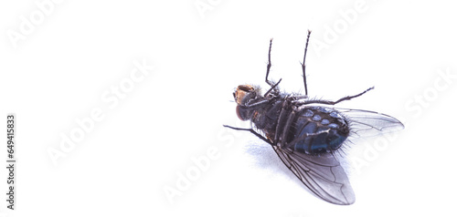 Fotografija A dead fly on a white background