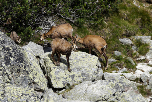 Tatry Słowackie. Kozice spotkane przy jeziorze Batizowskim. #649416480