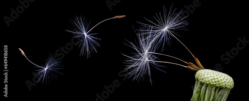  Dandelion inflorescence on a black background. Flying dandelion seeds. Botany.