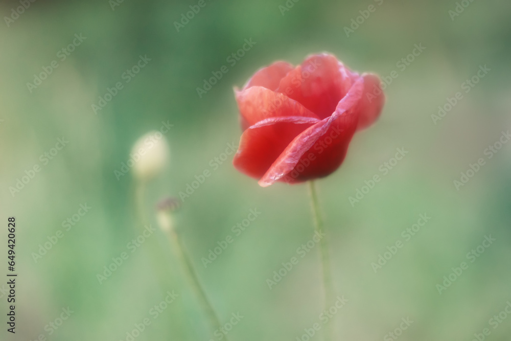 Obraz premium One red poppy field flower on a gentle green blurred background, Summer flowers. Close-up of tender flowering, open bud of red poppy flower. Beauty and tenderness of nature concept