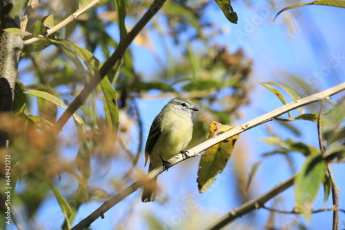 bird on a branch