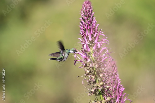 hummingbird in the flower