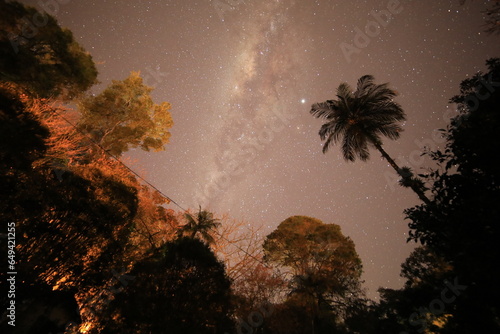 milky way galaxy between the trees
