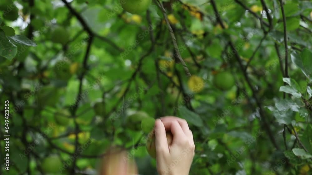 female hand in yellow sweater pick an apple from a branch female hand in yellow sweater pick an apple from a branch