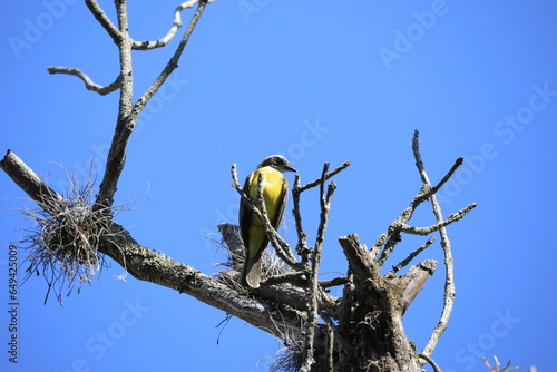 bird on a tree