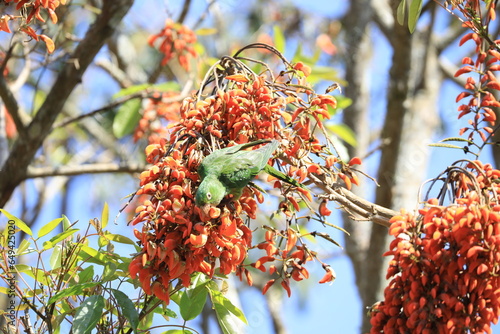 green parrot among the flowers