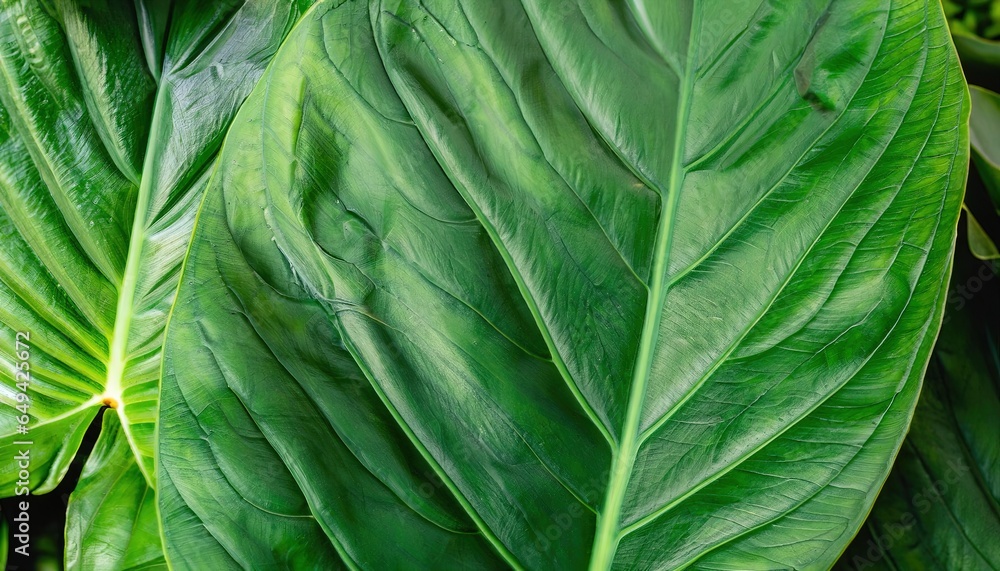 green leaf texture, green leaf texture background, Green leaf closeup, aurum leaf texture green leaf texture, green leaf texture background, Green leaf closeup, aurum leaf texture