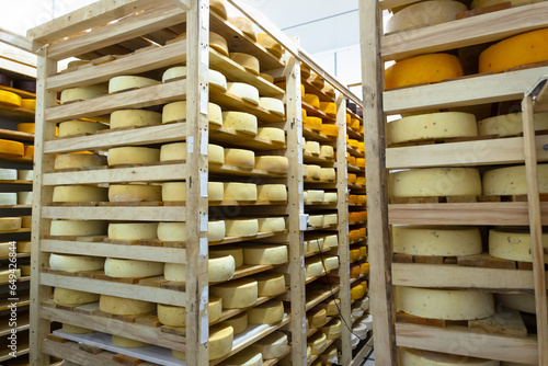 Round cheese heads in the cheese factory lie on the shelves of the racks in the storage for maturation. Production of natural cheese  food warehouse