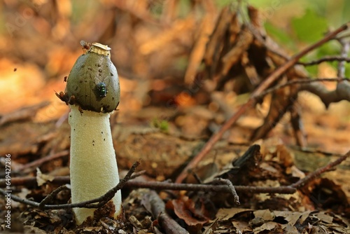 Frische Gemeine Stinkmorchel (Phallus impudicus) mit Fliegen photo