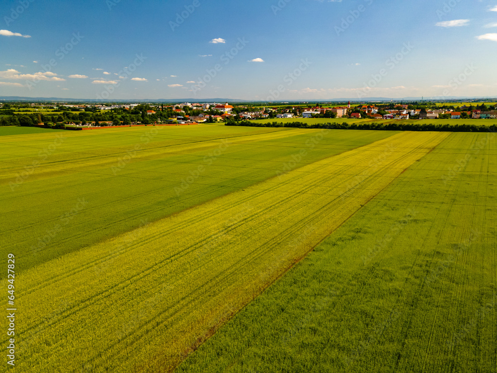Fototapeta premium Drone view ultra wide angle down on green young wheat in summer at village