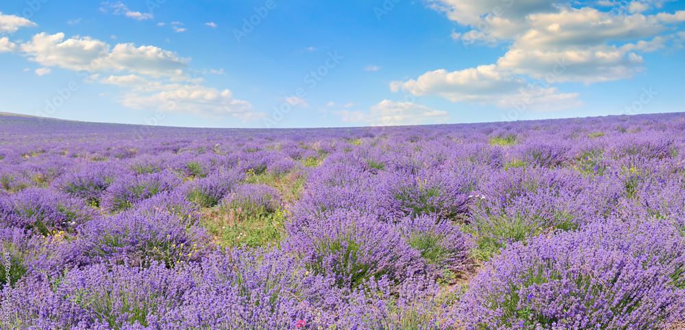 Naklejka premium Field with blooming lavender and sky. Wide photo.