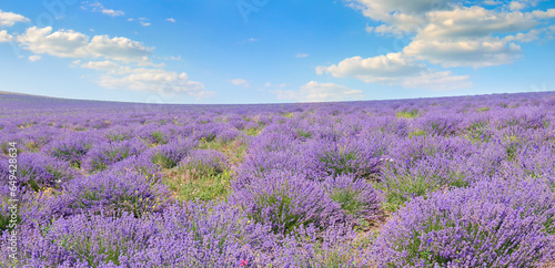 Field with blooming lavender and sky. Wide photo.