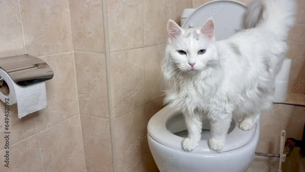 Smart cat peeing in the toilet, cat sitting on the toilet, turkish