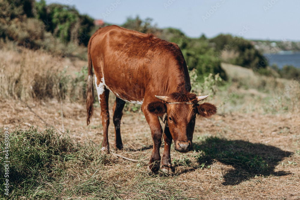 Close-up of a beautiful white-red cow grazing in the open farm, green grass, nature background hill. Organic animal leisure time outside in village area. rural countryside, sunny summer day Close-up of a beautiful white-red cow grazing in the open farm, green grass, nature background hill. Organic animal leisure time outside in village area. rural countryside, sunny summer day