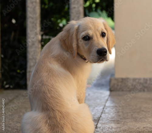 Dexter, the new member of the family, Golden Retriever puppy