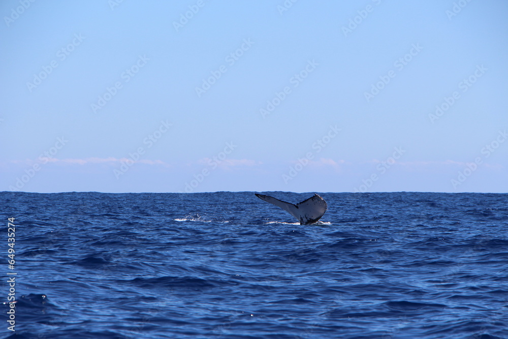 Fototapeta premium la réunion, baleine