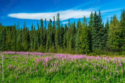 Purple Fireweed blooms line road along Alaska Highway through Northern British Columbia, Canada © TSchofield