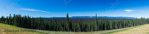 Background photo of forest, summer, Alberta, Canada