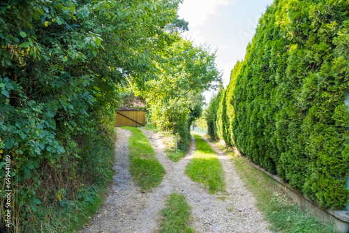 Tunnel of bushes and trees on a country road in the Zadni Treban. Czech photo