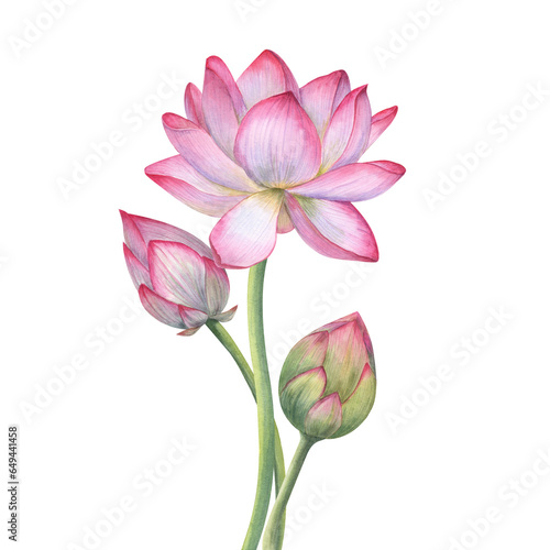 Bouquet with pink Lotus flower, Buds. Delicate blooming Water Lily, Indian Lotus, Sacred Lotus. Watercolor illustration. Hand drawn composition for poster, cards, greeting, invitation