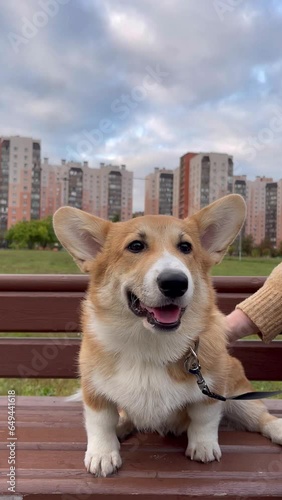 Happy and active purebred Welsh Corgi dog outdoors on a sunny summer day.