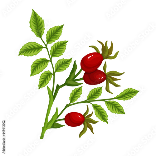 Ripe rose hips.Vector graphics.