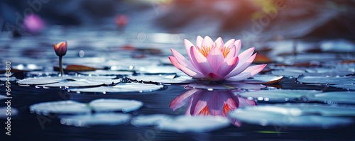 Water lotus flower surrounded by stones in water stream 