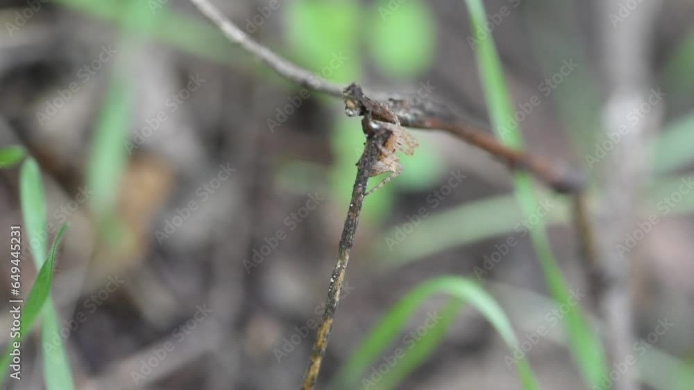 A spider hanging out on a branch chilling in summertime close up footage A spider hanging out on a branch chilling in summertime close up footage