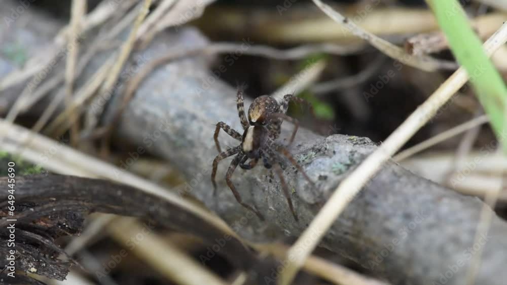Wolf spider in the undergrowth (lycosa) close up macro footage Wolf spider in the undergrowth (lycosa) close up macro footage