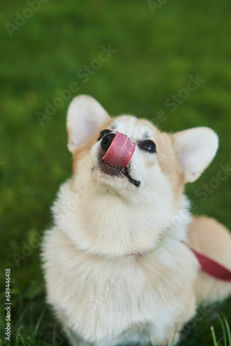 Welsh Corgi Pembroke dog sits on a manicured green lawn in a park in summer. High quality photo