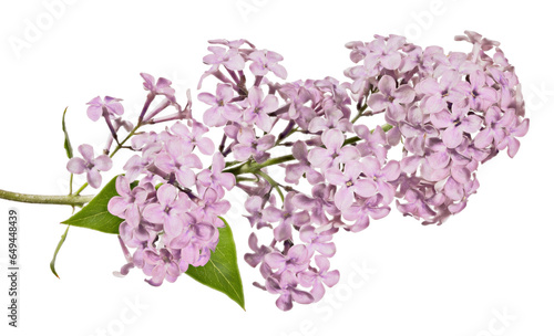 pink isolated beautiful blooms of lilac plant