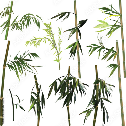 isolated on white set of eleven green bamboo plants