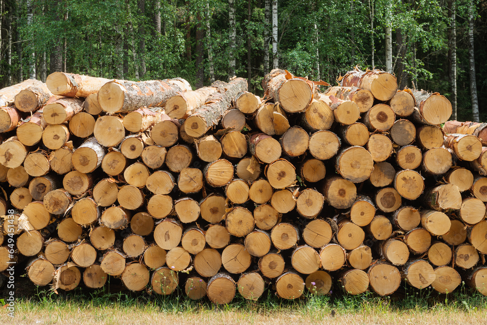 Sawed stacked pine logs. Logging, timber harvesting concept Sawed stacked pine logs. Logging, timber harvesting concept